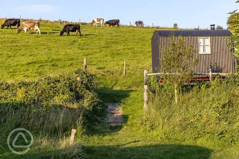 Shepherd's hut 