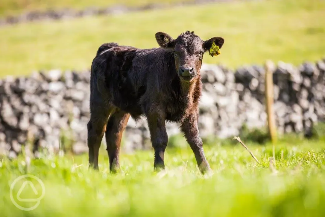 Aberdeen Angus cattle in nearby fields