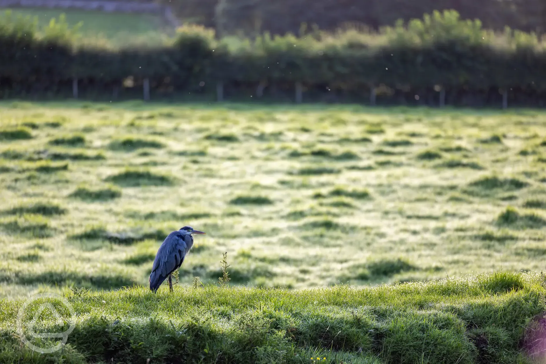 Wildlife spotting in the area