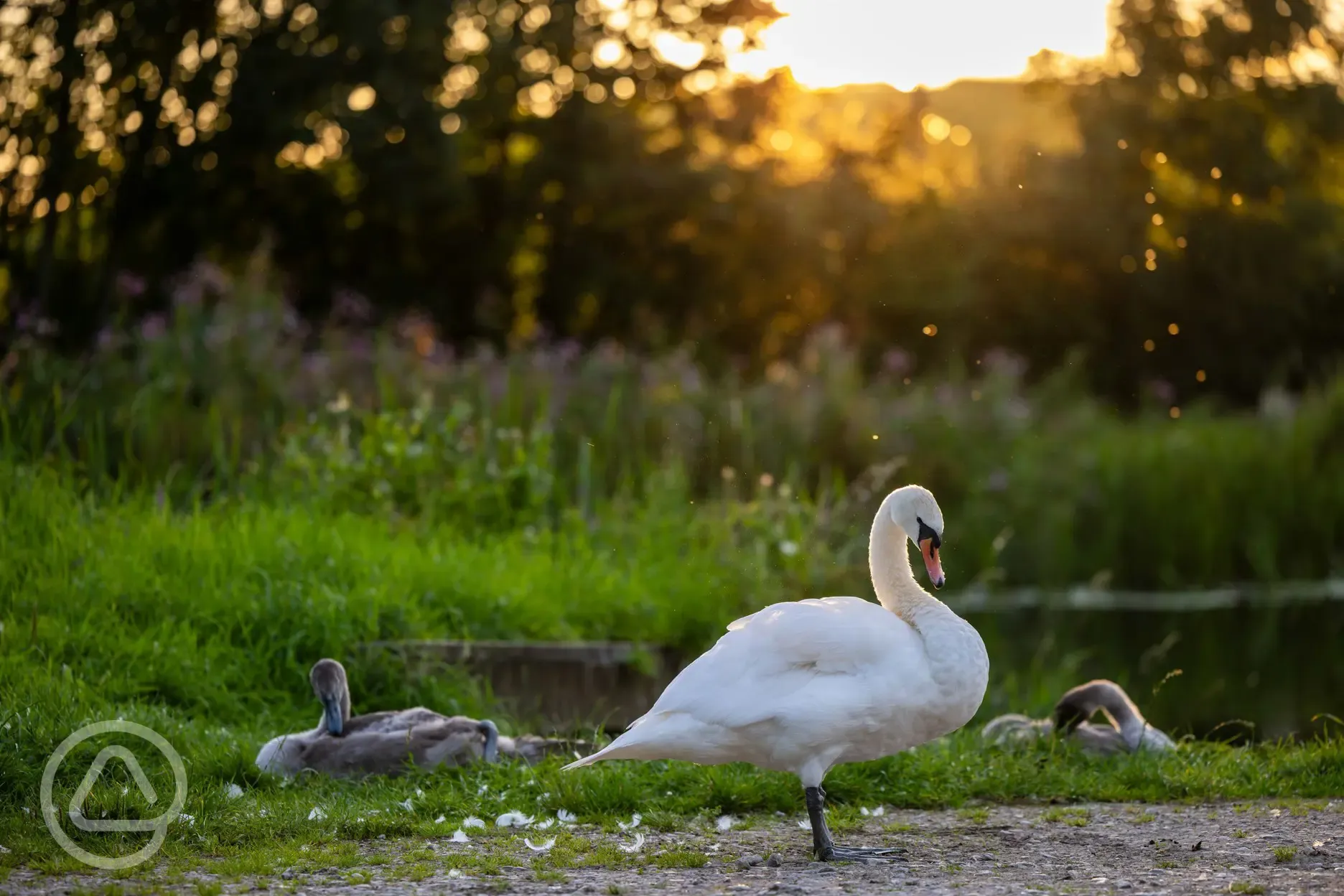 Swans on the canal