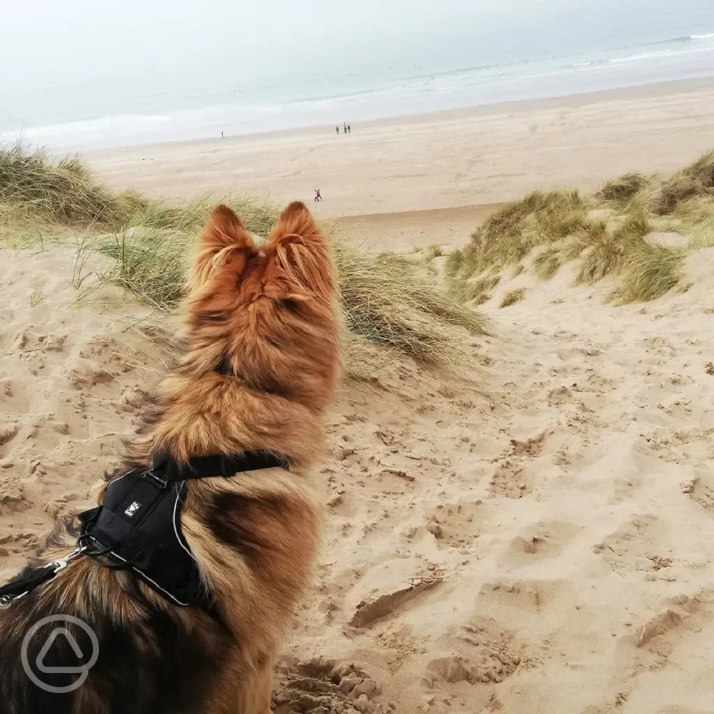 Dog on Woolacombe beach