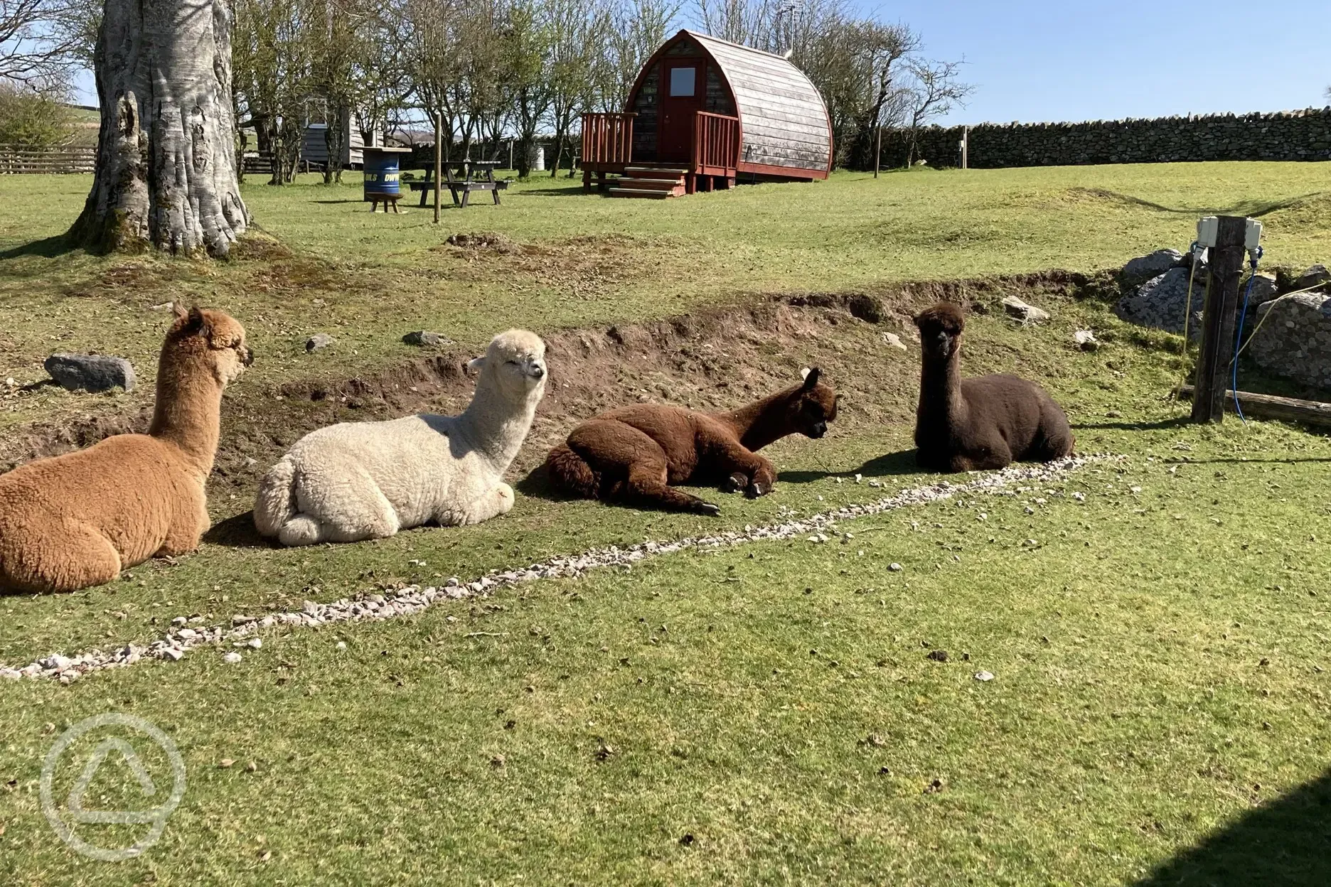 Alpacas