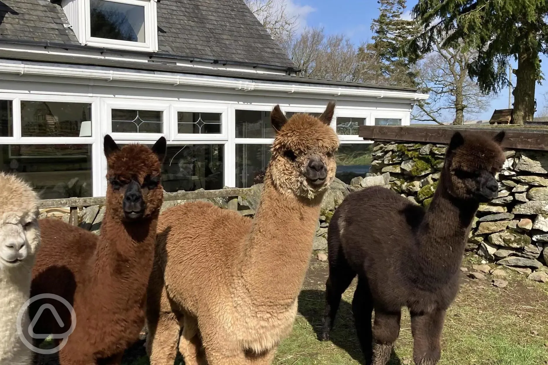 Our 4 alpacas