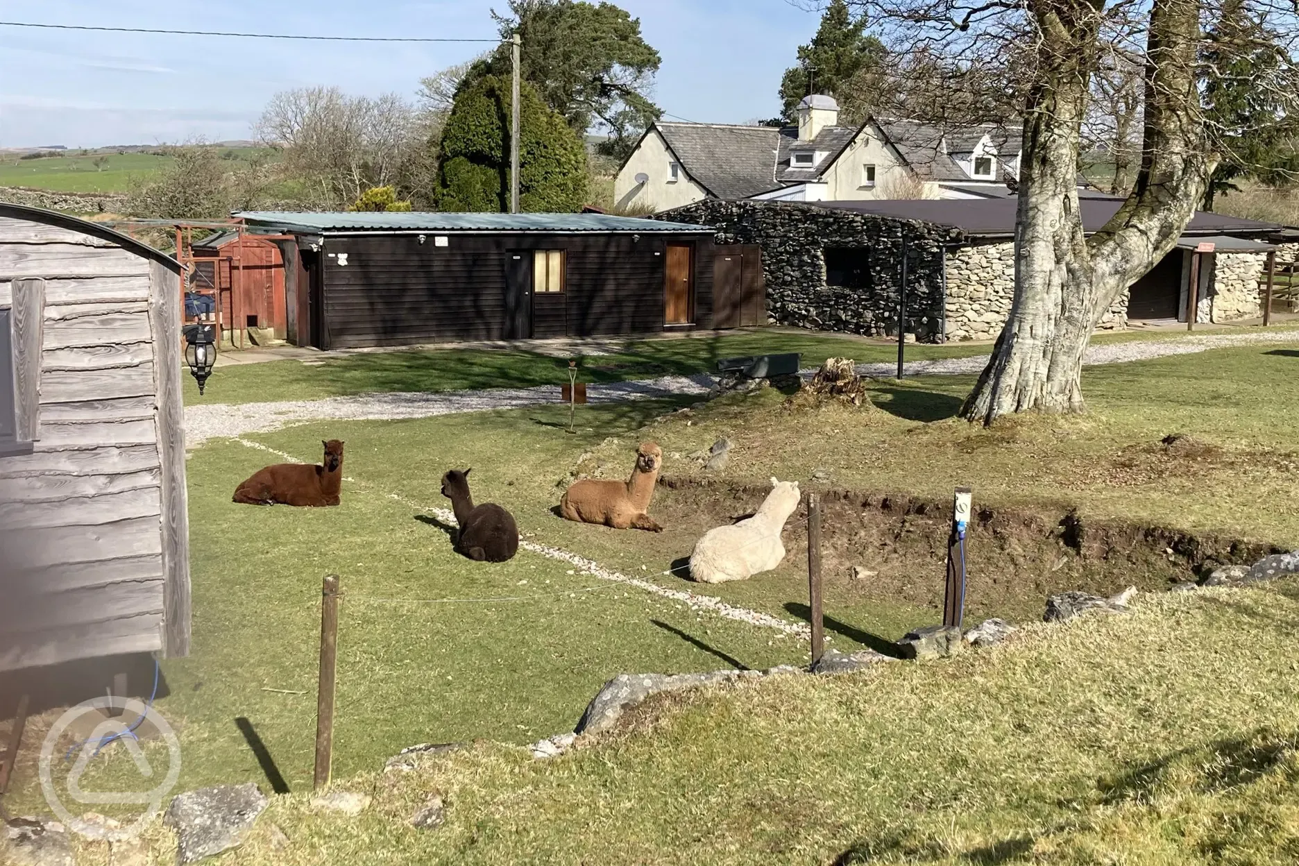 Alpacas