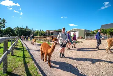 Onsite alpaca walks and experiences