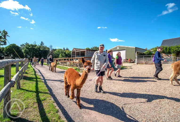 Onsite alpaca walks and experiences