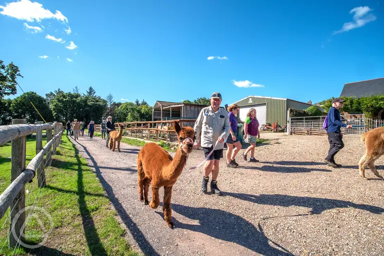 Onsite alpaca walks and experiences