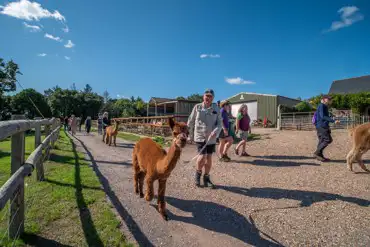 Onsite alpaca walks