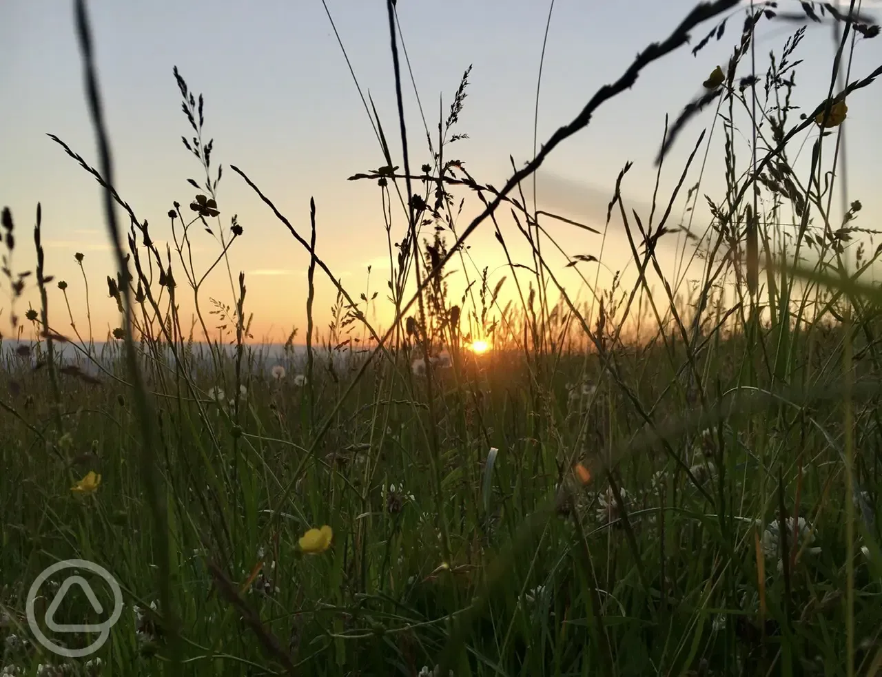 Sunset in the meadow