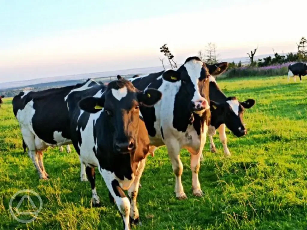 Farm cows
