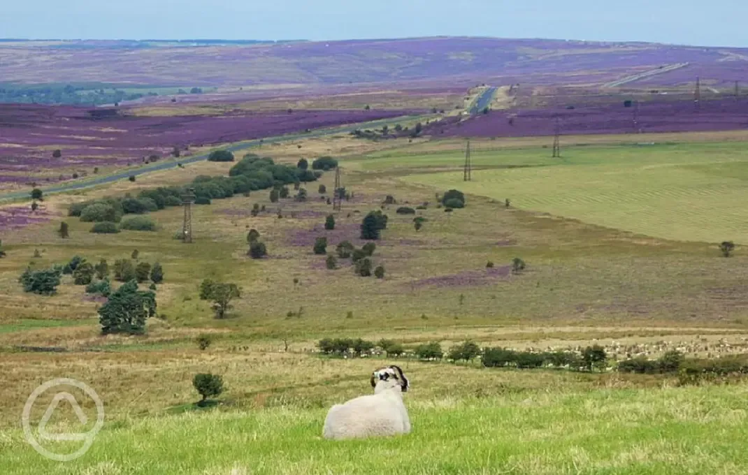Sheep and views