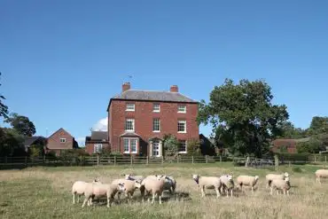 House and Sheep