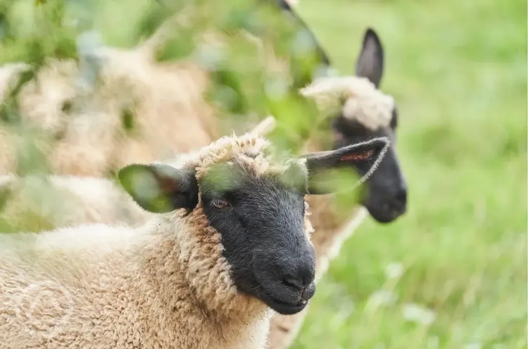 Goat around the farm Goat around the farm