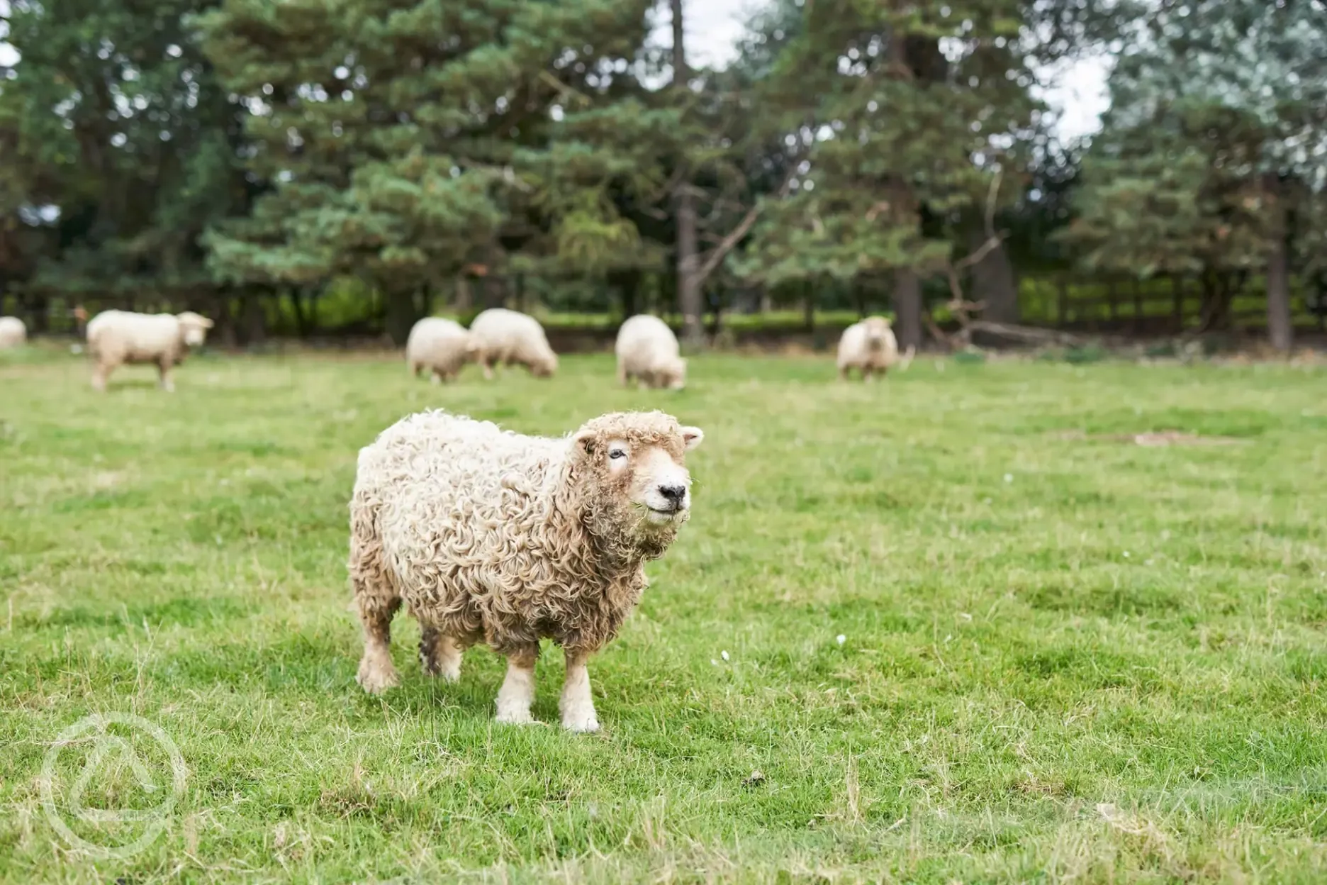Sheep around the farm Sheep around the farm