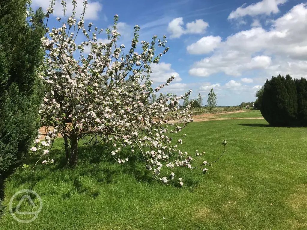 Mount Farm Caravan Site beautiful apple tree in blossom