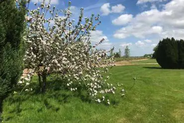 Mount Farm Caravan Site beautiful apple tree in blossom