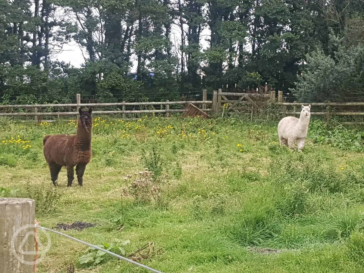 Goats in field