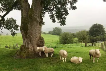 Sheep on the working farm