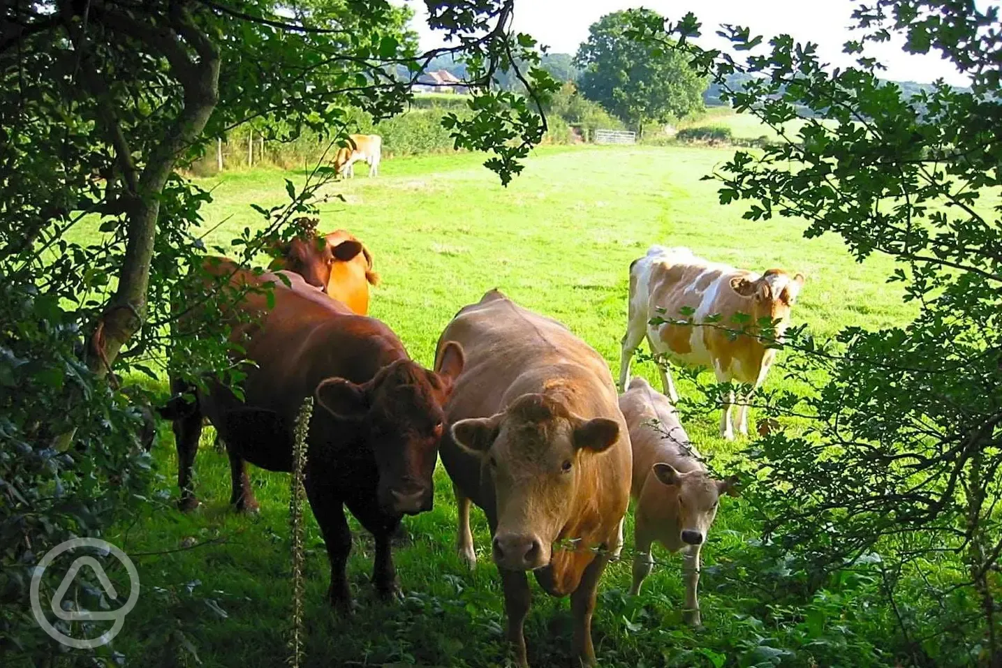 Cows on the farm