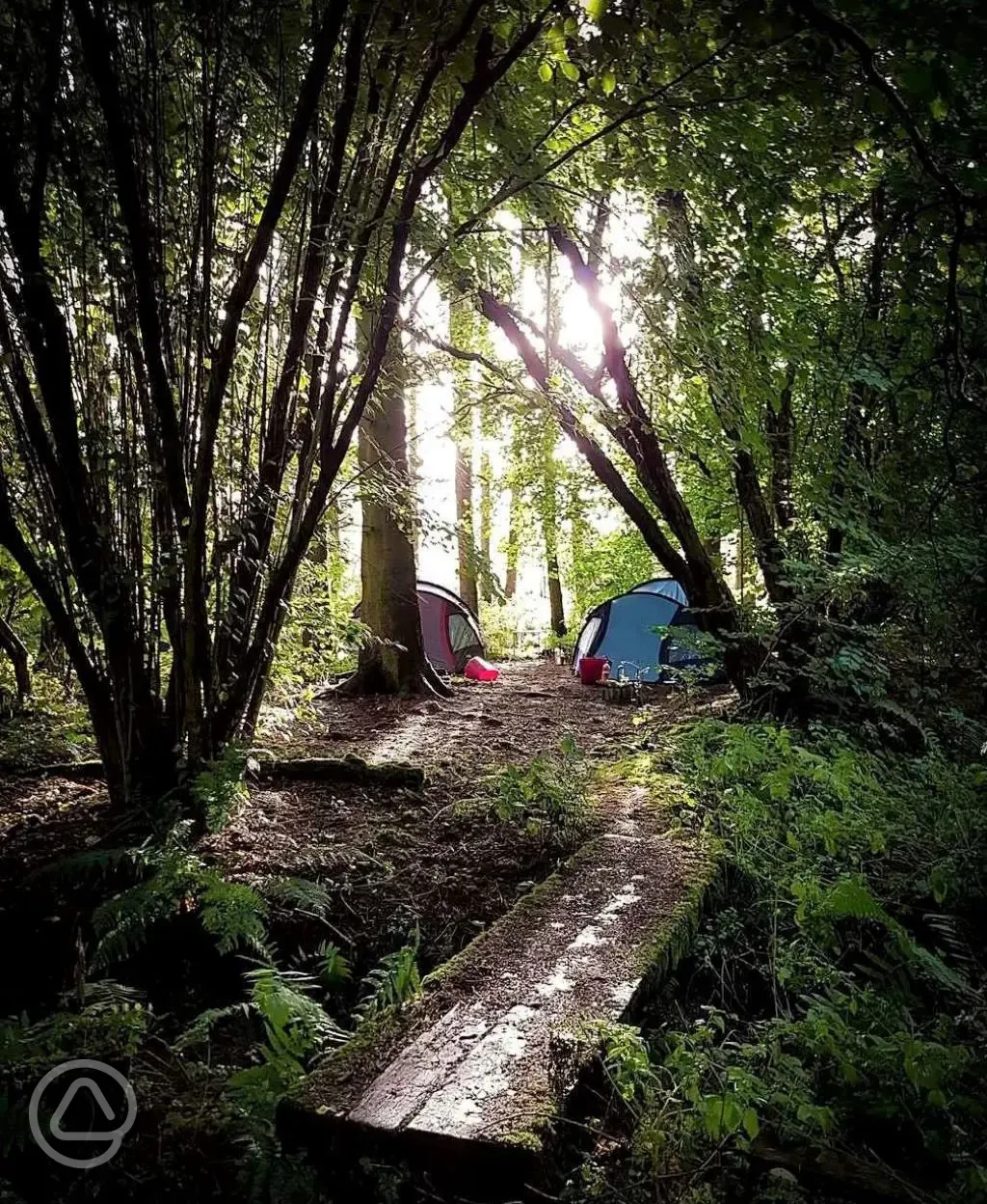Camping in the woods