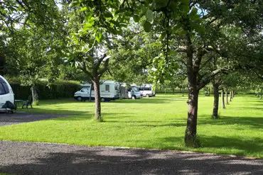 Pitches set amongst organic Somerset cider apple trees at Orchard Farm