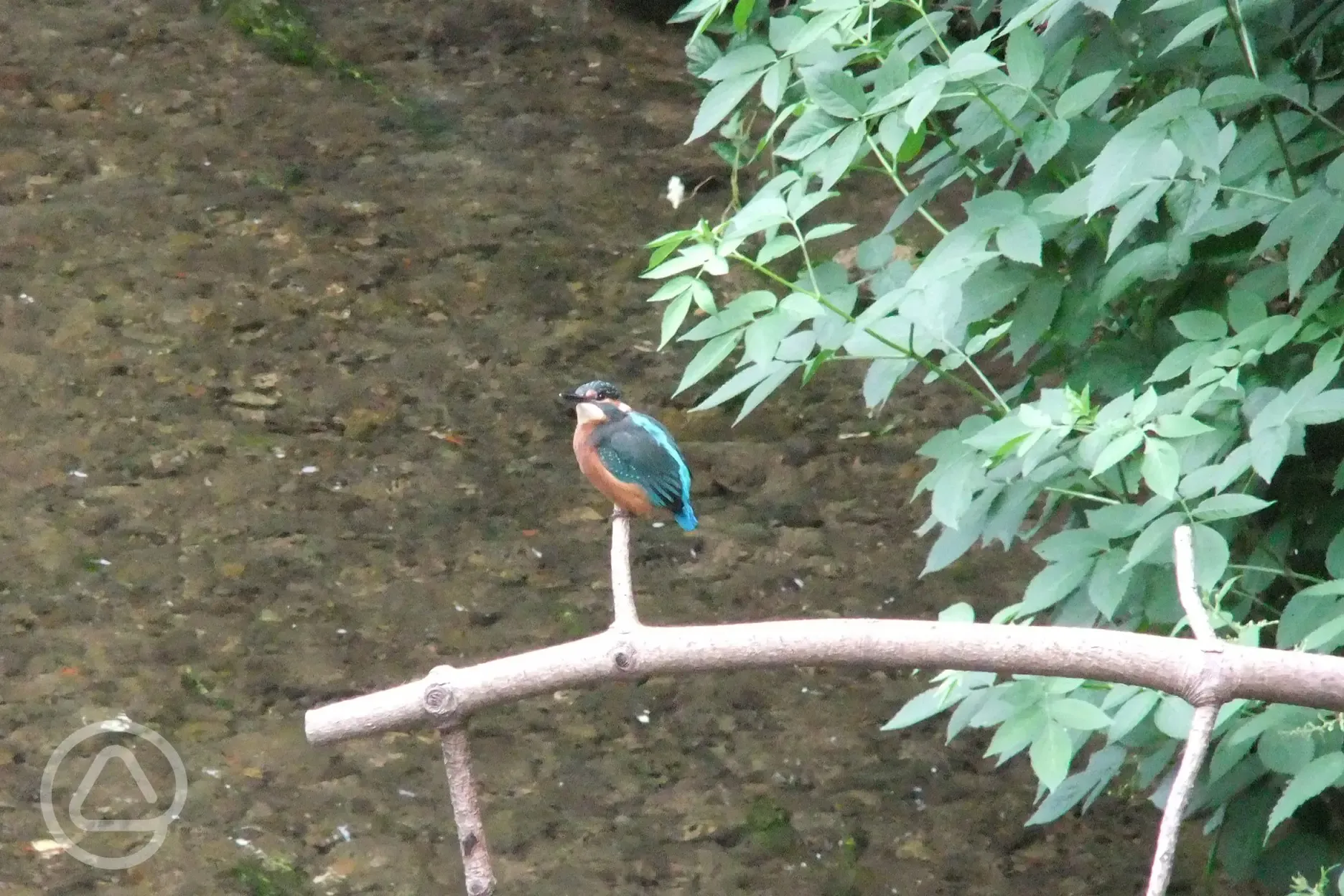 Resident Kingfisher
