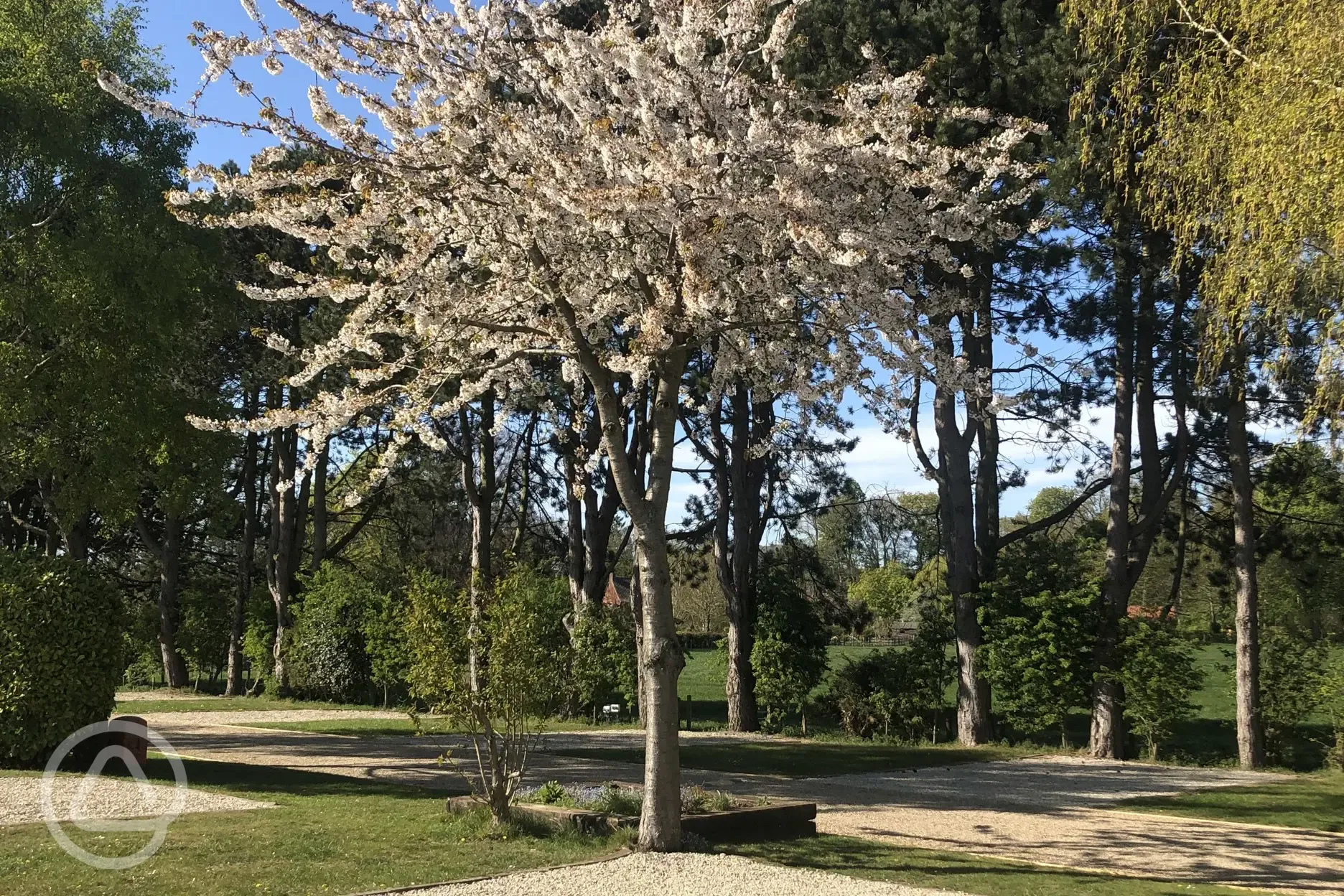 Blossom Tree