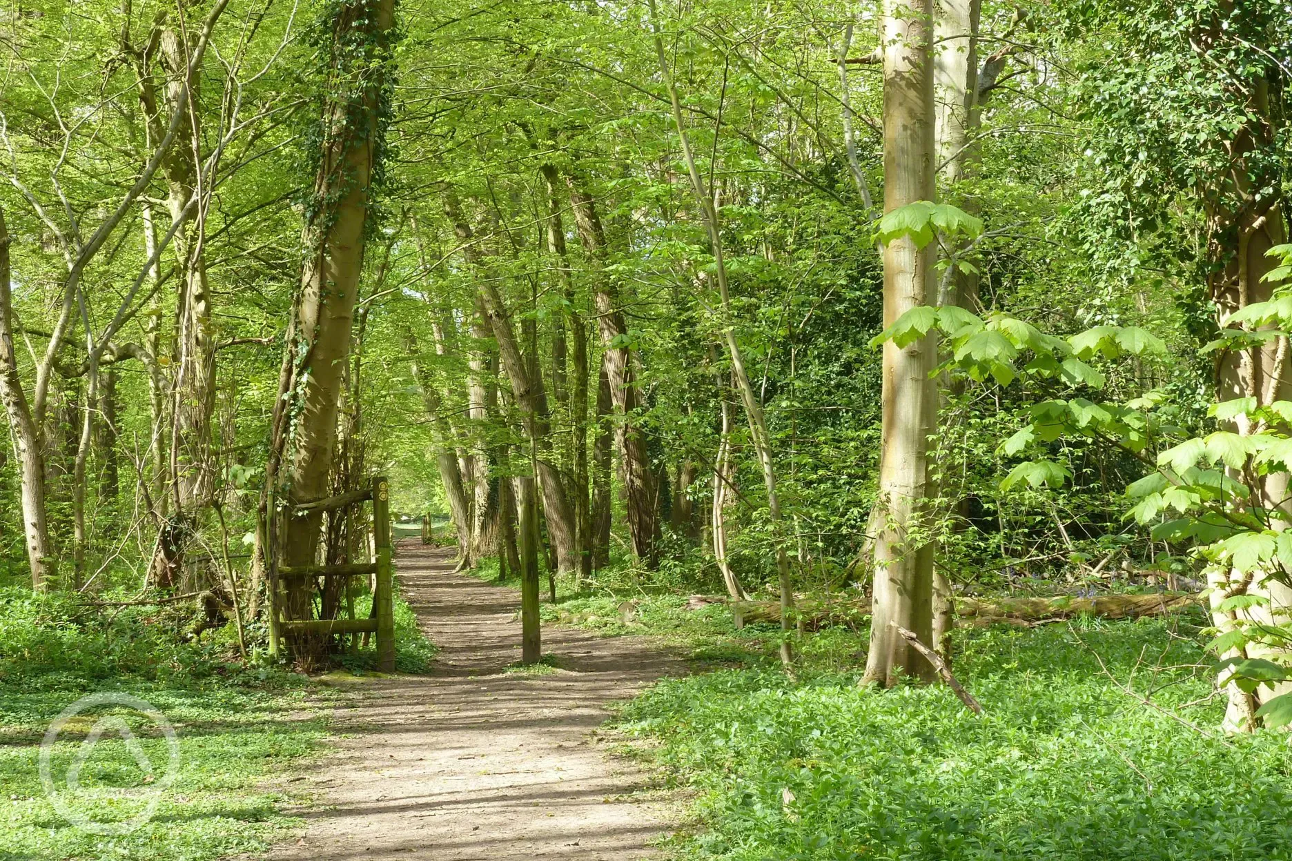 Nearby woodland footpath