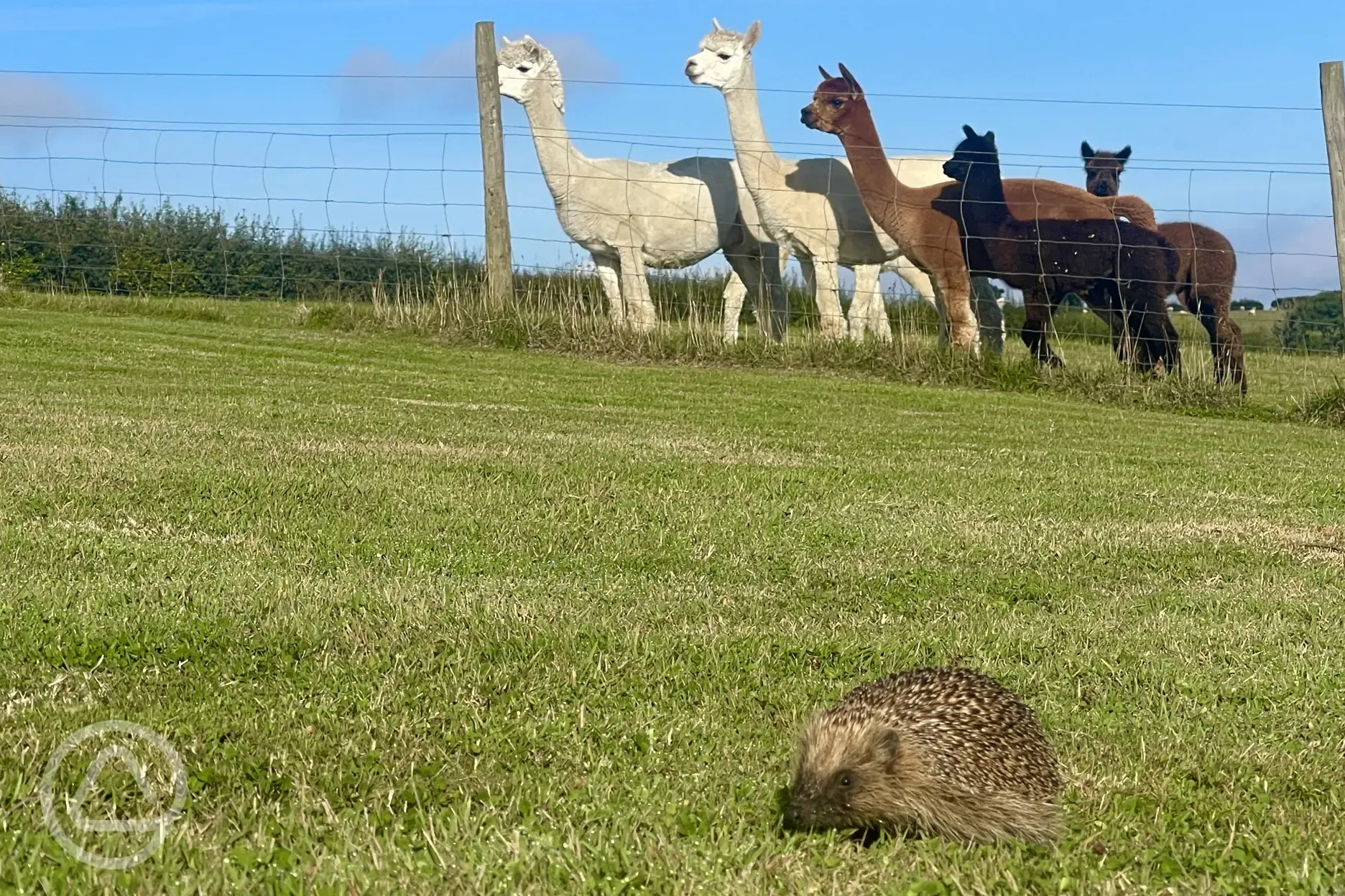 Hedgehog and alpacas