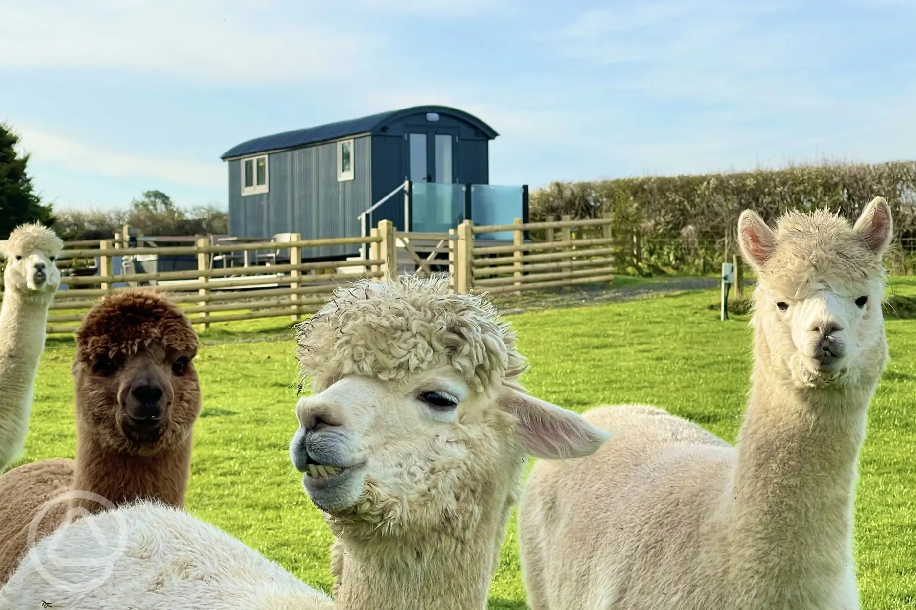 Alpacas 