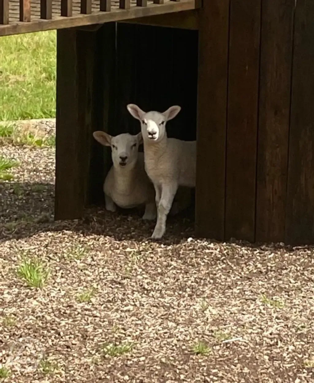 Lara and Emily - the two orphan lambs at Penwarne Campsite