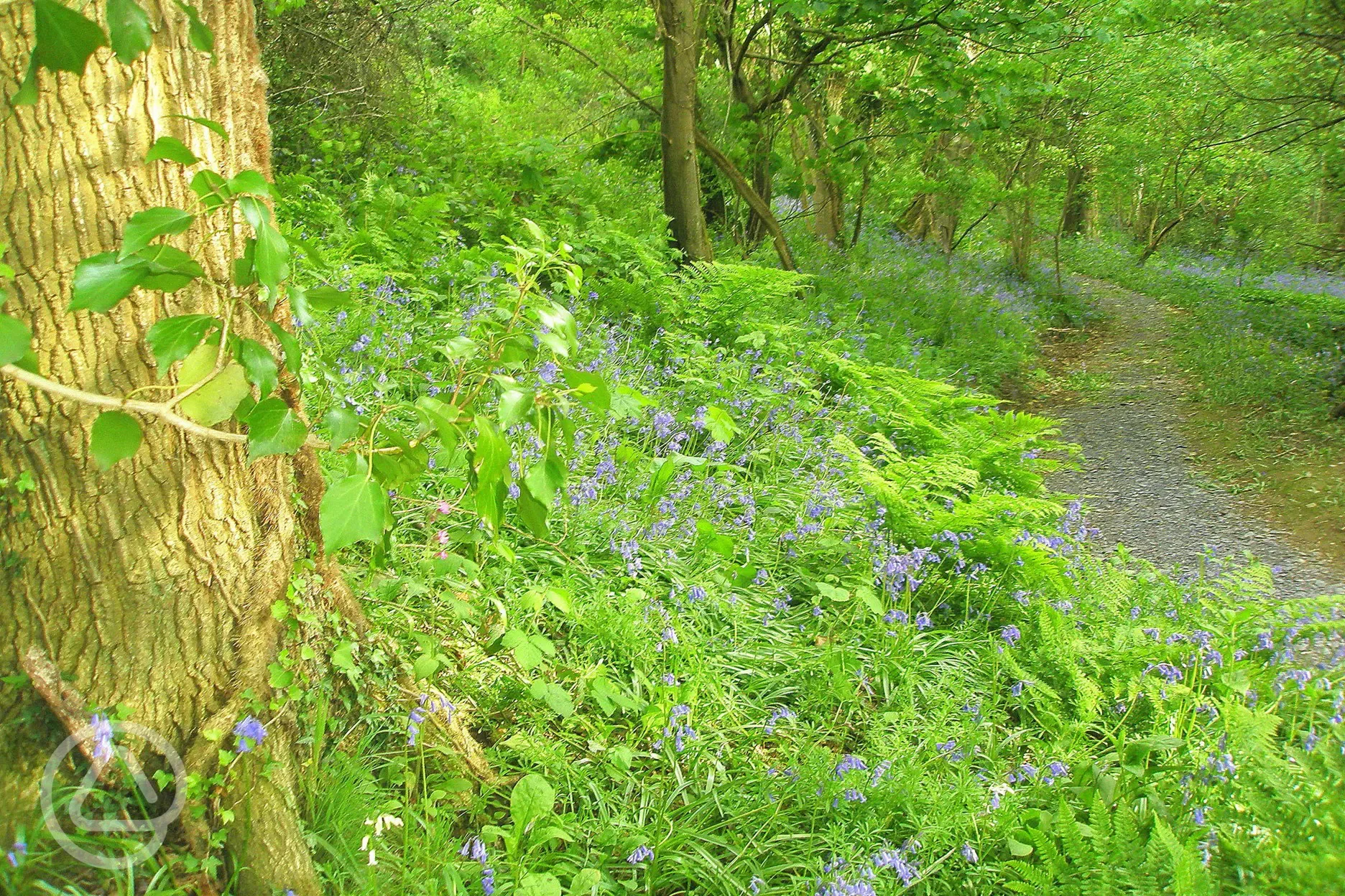 Your very own woodland walk