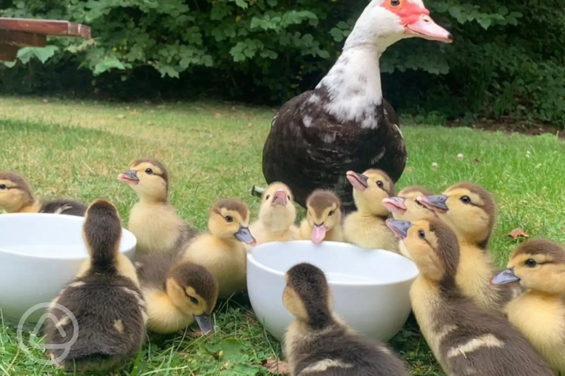 Chicks onsite