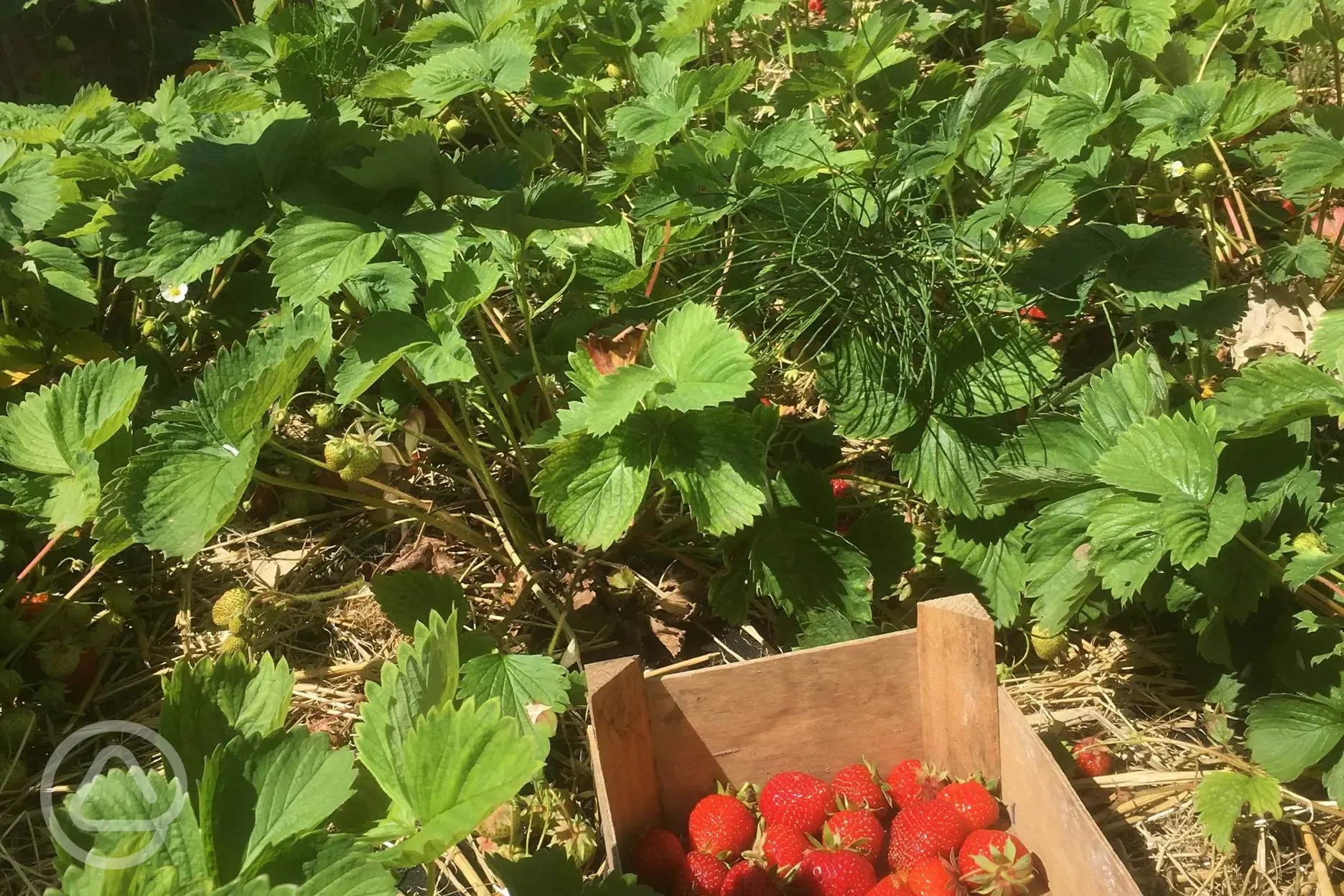 Pick your own strawberries