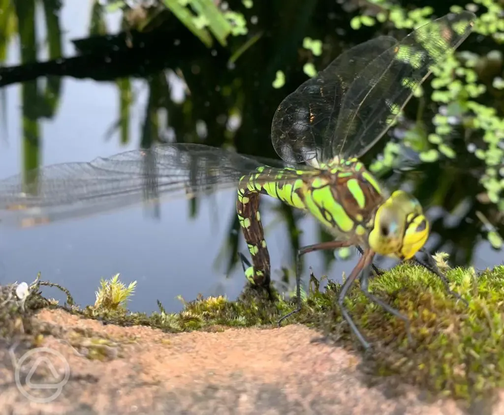 Southern Hawker Dragonfly at the Walled Garden Pond