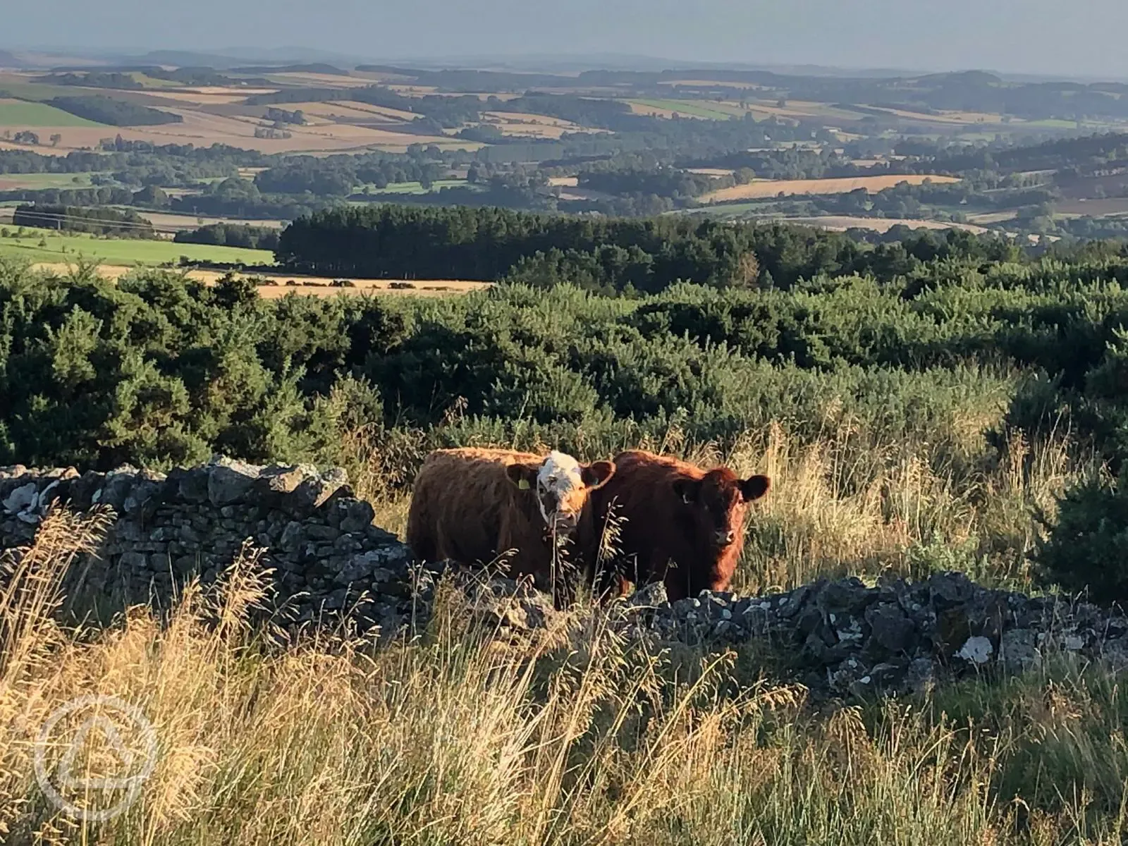 Our cows, high on Ruberslaw Hill, have the best views!