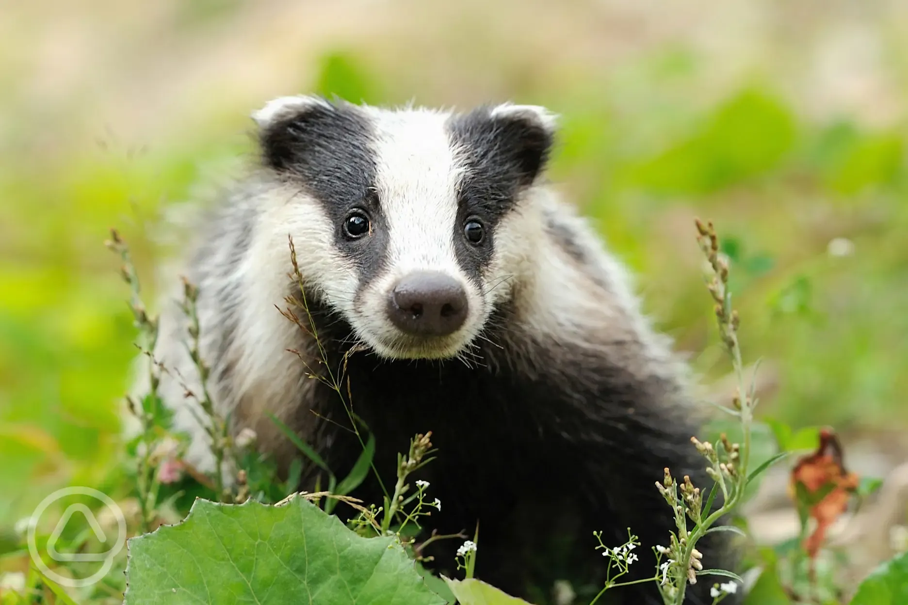 Badgers to be seen