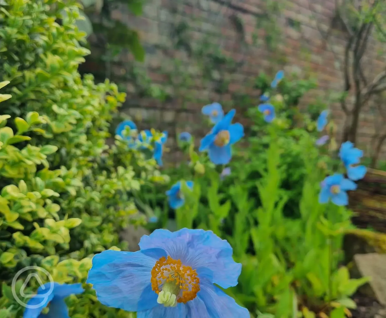 Our little Himalayan Blue Poppy garden