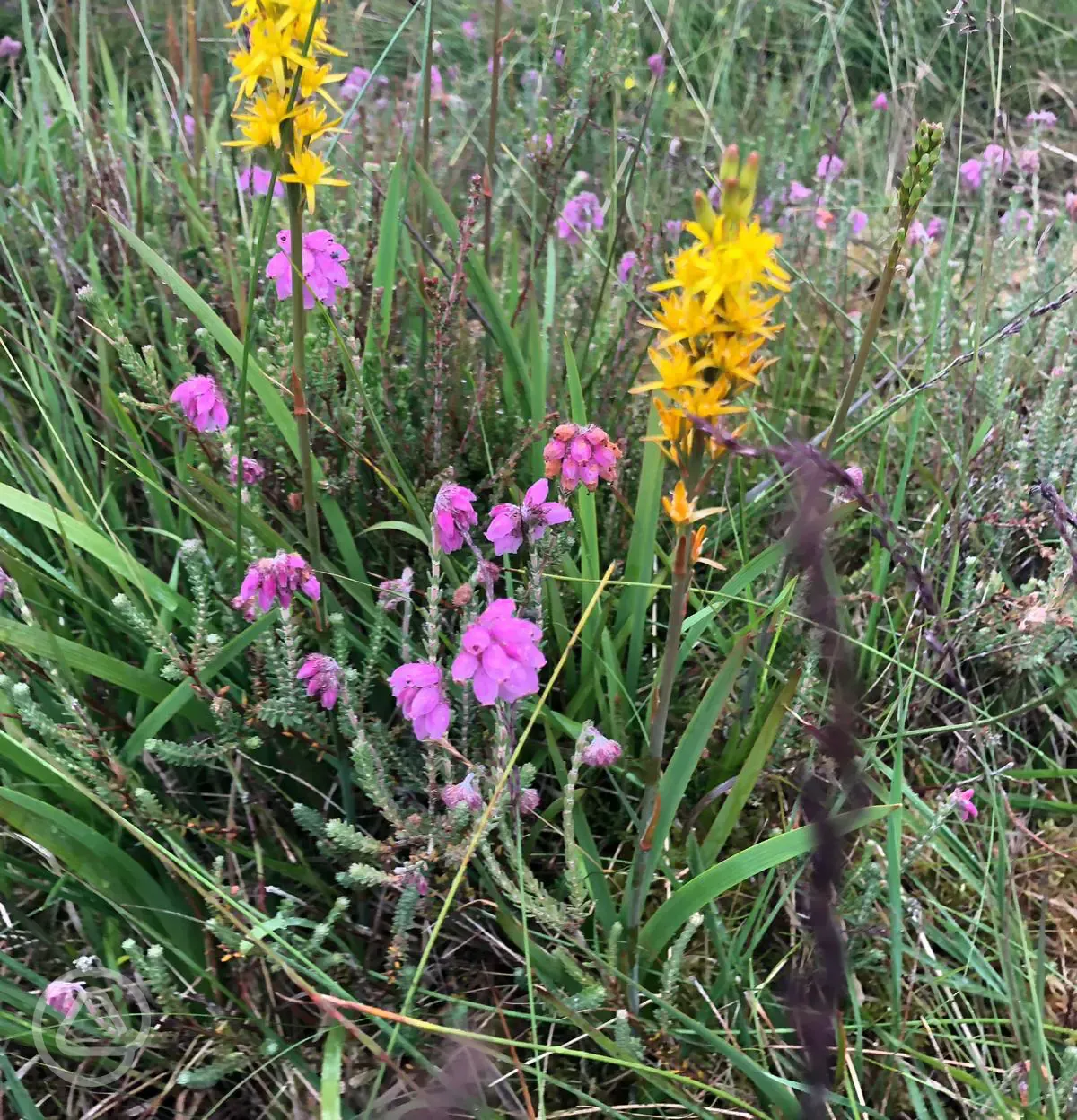 Wildflowers in the walled garden