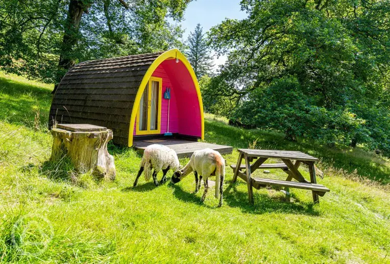 Eco Pod next to livestock