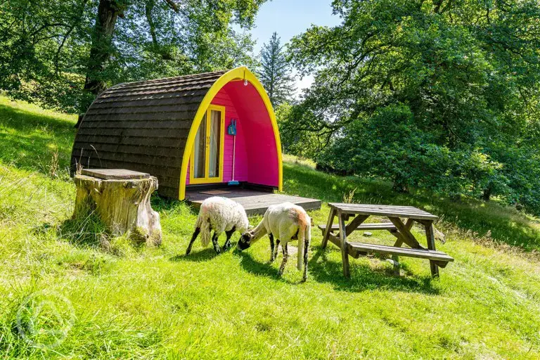 Eco Pod with grazing sheep