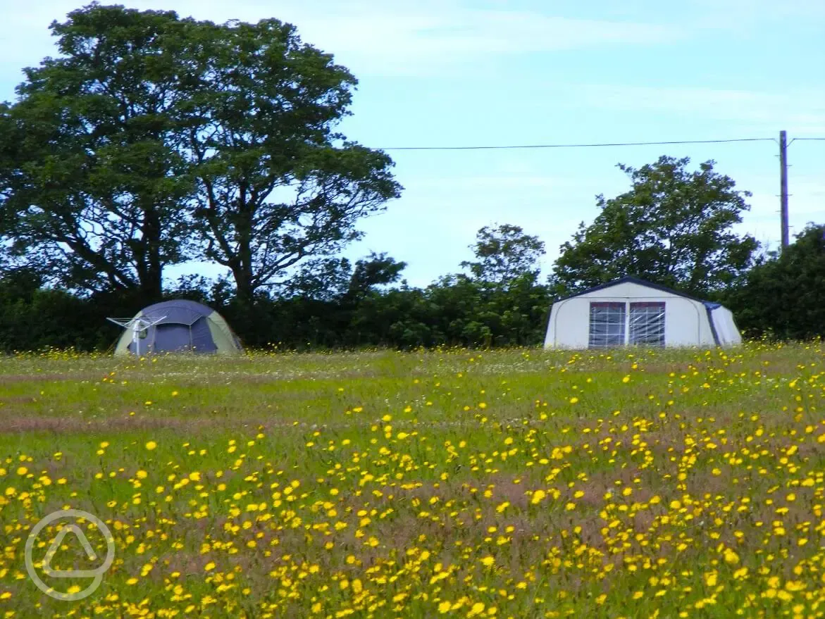 Grass pitches with wildflowers