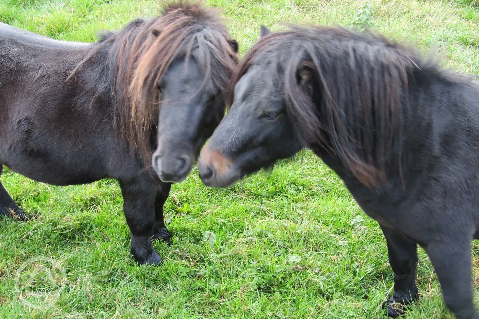 Our Shetland Ponies give rides and love treats in return