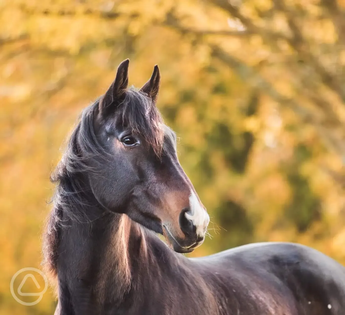 Evie, one of our stunning equine residents