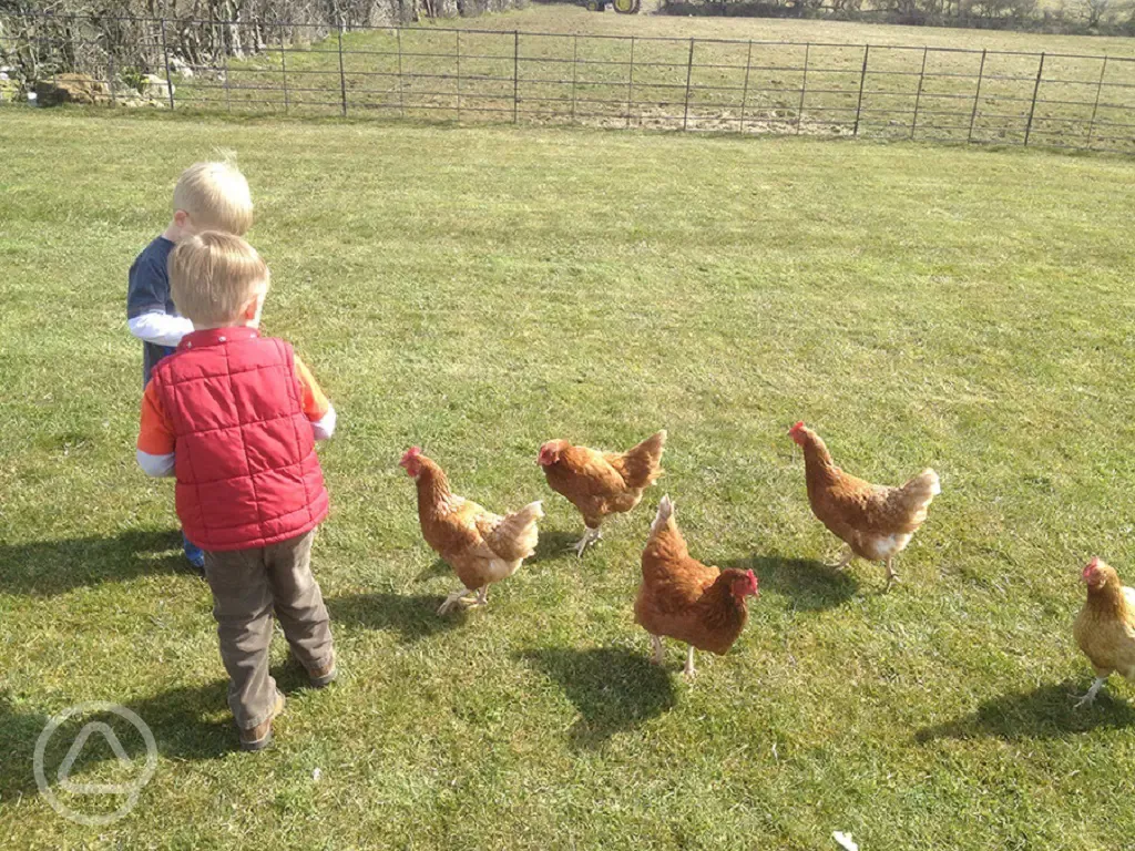 Feeding the chickens Talli-ho