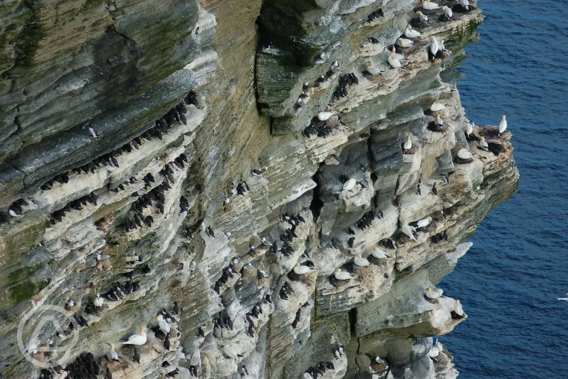 Birds at Noup Head