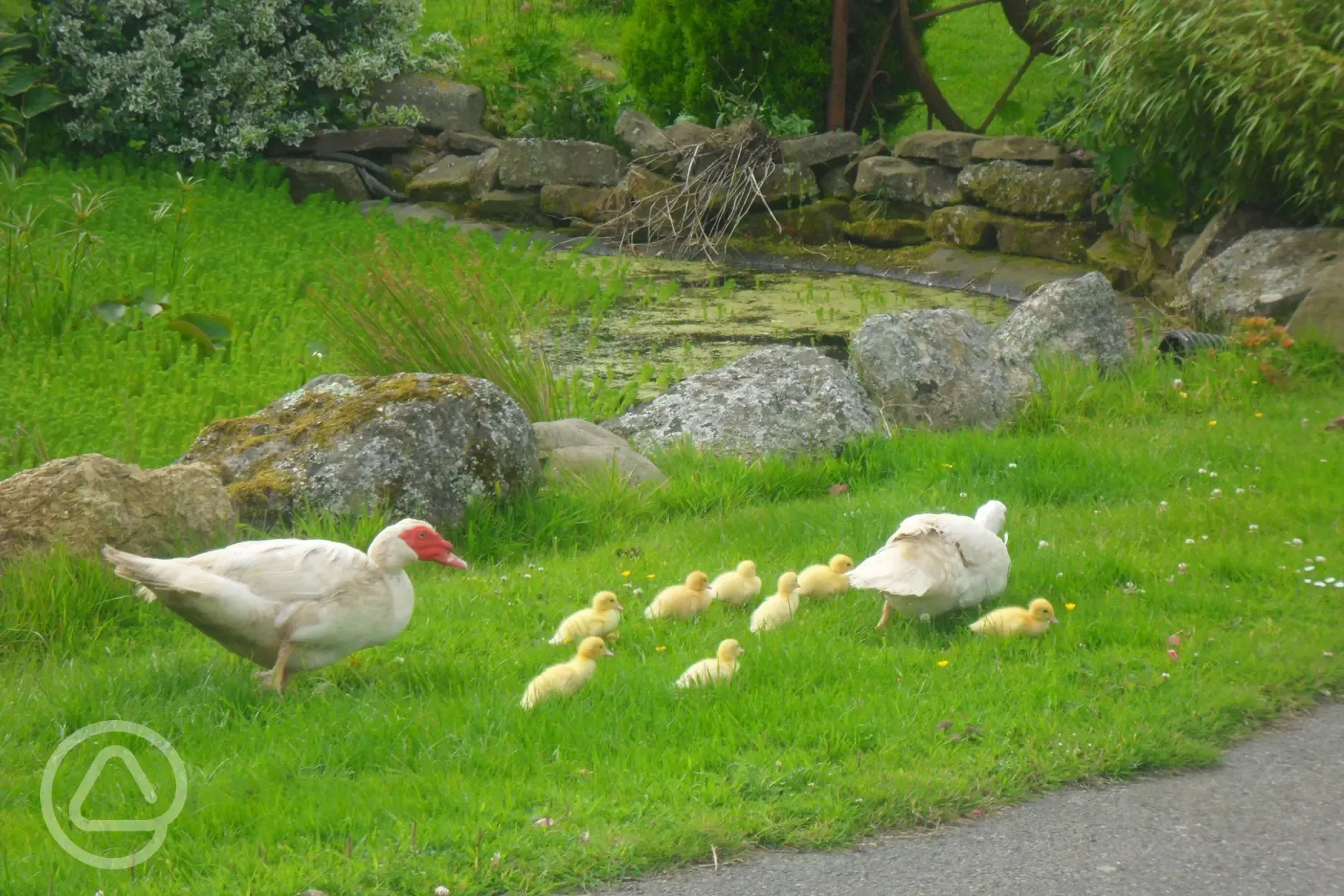 Ducklings on the farm