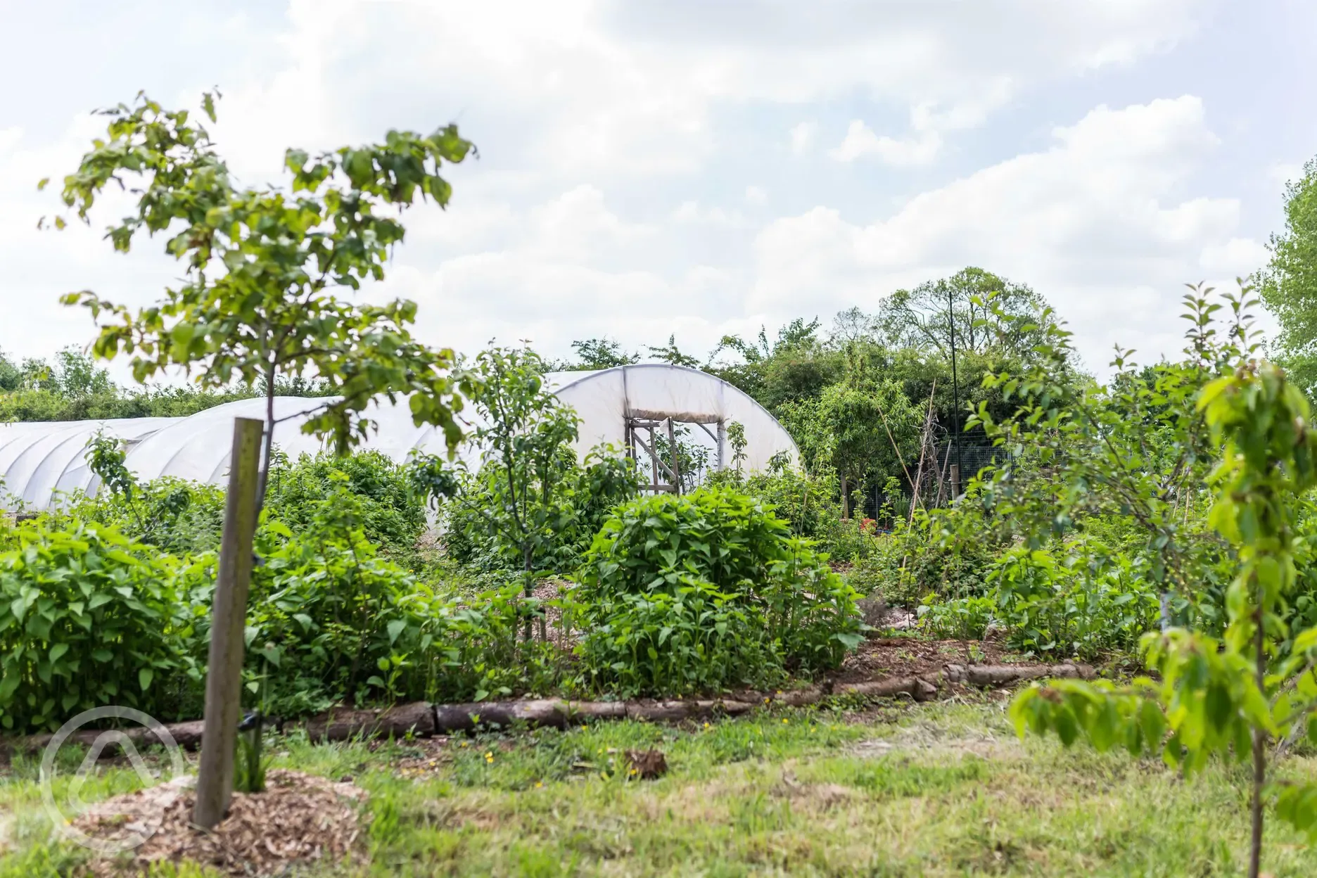 Polytunnels