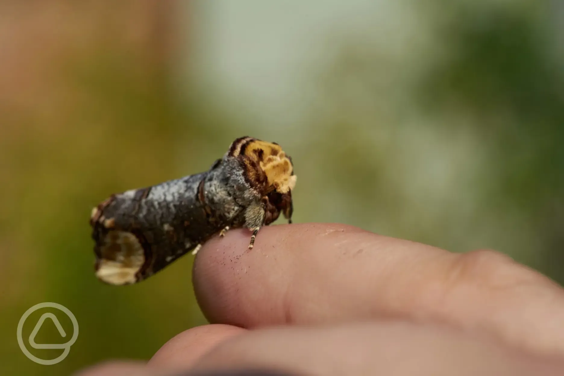 Buff Tip moth found onsite