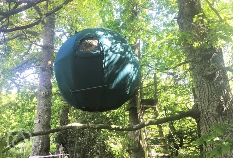 The tree tent